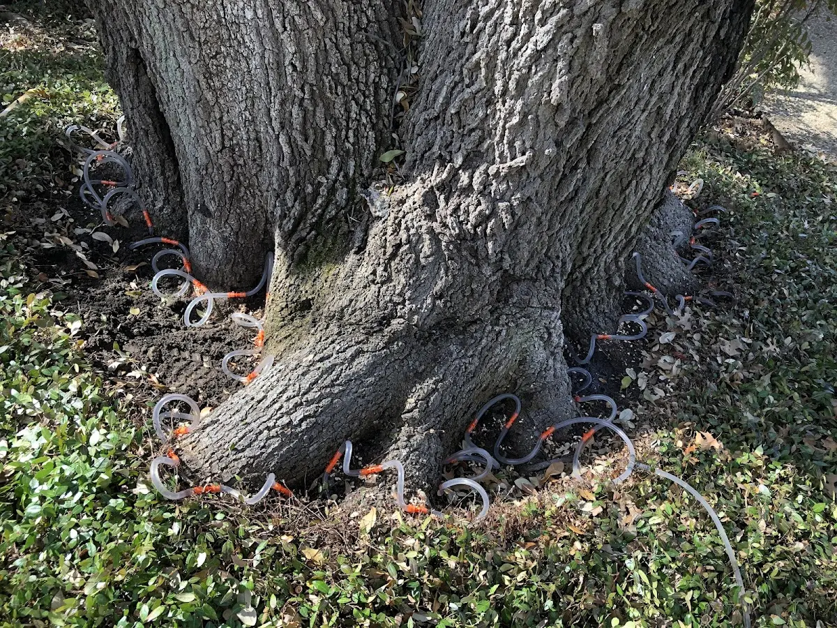 Detailed Tree Cabling and Bracing job site in Ithaca